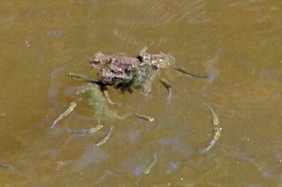 [The water is a brown, but because of the bright sun, the little swimmers which are about three inches long and about the diameter of a pencil are visible in the water. Eleven distinct fish are visible swimming around a brownish clump of something floating in the water. Little black eyes within white are visible at the head end of some of the fish.]
